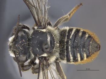 Media type: image;   Entomology 16256 Aspect: habitus dorsal view